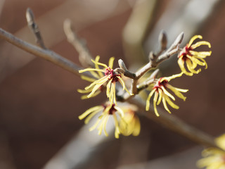 Hamamelis mollis olliver. Hamamélis de Chine ou noisetier de sorcière aux tiges grisâtres aux...