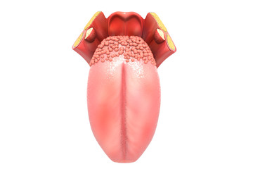 Human tongue structure 3d render © Crystal light
