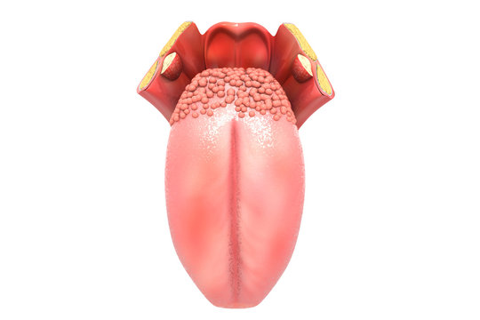 Human tongue structure 3d render