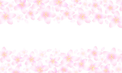 Fototapeta na wymiar 桜の花　ふんわり桜色のフレーム　白背景
