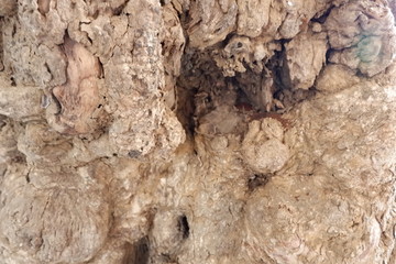wood texture and wood root