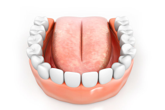 Anatomy of human mouth 3d render