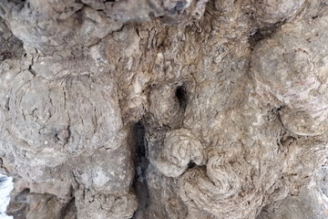 wood texture and wood root