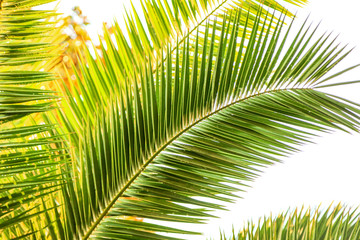 Obraz premium Palm trees in the park. Subtropical climate