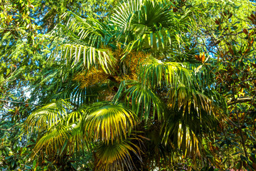 Palm trees in the park. Subtropical climate