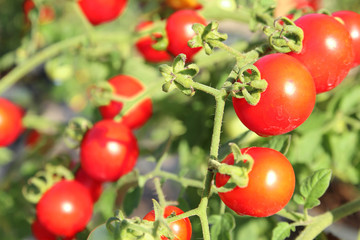 Close up of fresh red ripe tomatoes grown in the garden with blurred background and copy space.