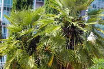 Palm trees in the park. Subtropical climate
