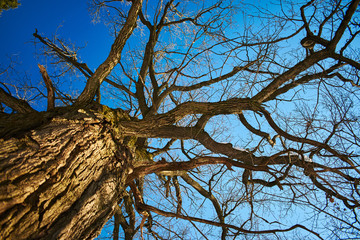 tree and sky