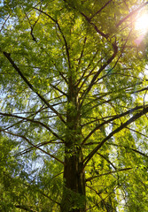 Green leaves on a tree in a summer park