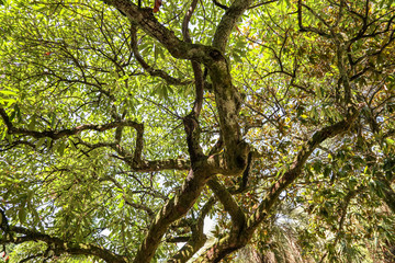 Green leaves on a tree in a summer park