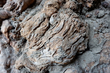 wood texture and wood root