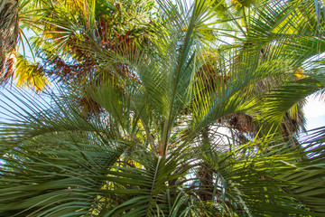 Obraz premium Palm trees in the park. Subtropical climate