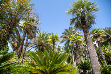 Fototapeta premium Palm tree against the blue sky. Subtropical climate