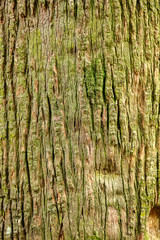 Palm tree trunk as background