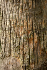 Palm tree trunk as background