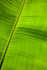 Big green leaves on banana