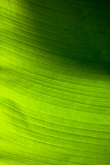 Big green leaves on banana