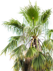 Fototapeta premium Palm trees in the park. Subtropical climate