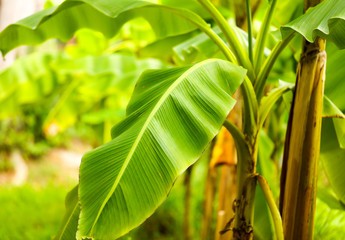 Big green leaves on banana