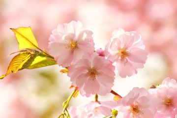 Sakura pink flowers