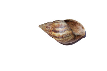 shell