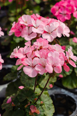 Pelargonium × hortorum or Garden geranium in the garden