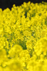 満開の菜の花畑