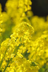 菜の花