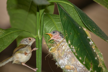 Common Tailor bird ( Orthotomus sutorius ) feeding the baby bird.