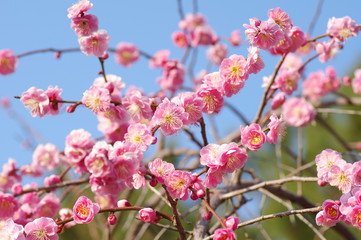 青空と梅の花