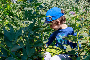 A young boy in the garden picking broad beans. Children gardening. Healthy life and nature education concept. 