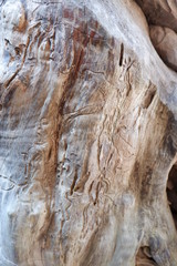 wood texture and wood root