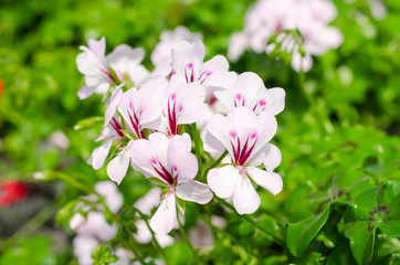 Pelargonium × hortorum or Garden geranium in the garden
