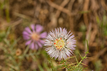Purple Milk thistle