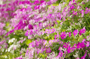 Obraz premium 満開のサクラソウ