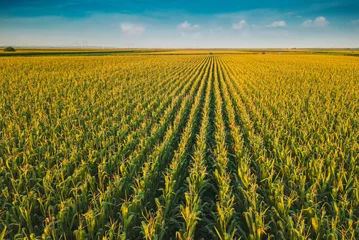 Foto op Canvas Corn field from drone perspective © Bits and Splits