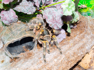 Chaco golden knee spider