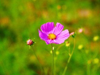 pink flower in a field