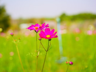 Fototapeta premium flowers on green background of blue sky