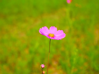 Fototapeta premium flower in the field
