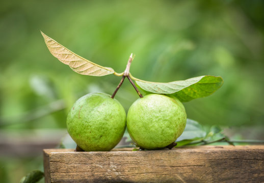 Fresh green guava fruit and leaves on wood in the tropical fruit garden