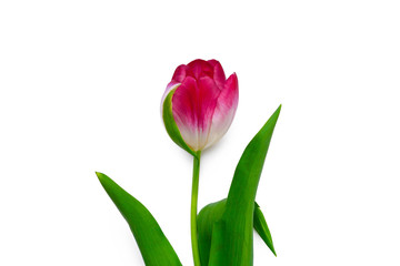 Fresh tulip flowers isolated on white background