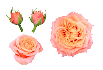 Set of coral roses with buds on a white background isolated with clipping path.
