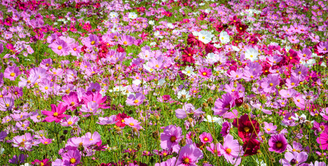 Obraz premium pink and white cosmos field beautiful spring flowers garden blossom on bright day