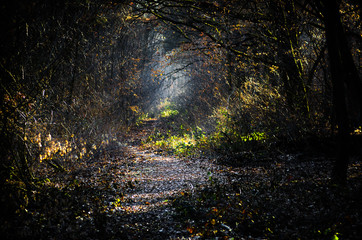 dark creepy forest with sunlight rays through the branches