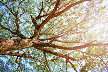 Looking up on tree / View under tree of  Samanca Saman
