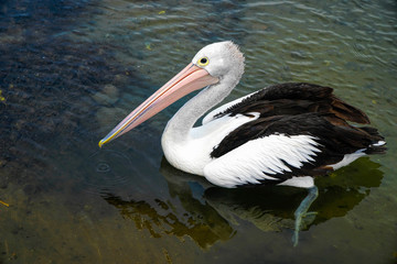 Pelican in the water