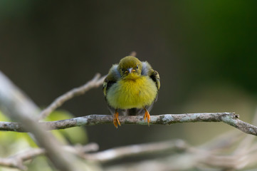 Closeup of Juvenile sunbird,front view..Cute Brown throated sunbird  juvenile perching on branch  looking at photographer with soft fluffy plumage..