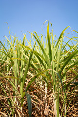 Obraz premium Cane sugar tree plantation farm and green leaves agriculture asia in sugarcane field