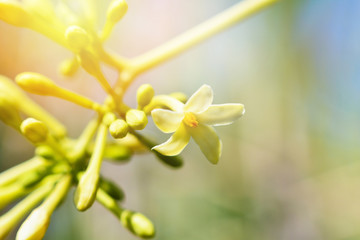 Fototapeta premium Buds of flowers papaya blooming in the garden on papaya tree and blur background